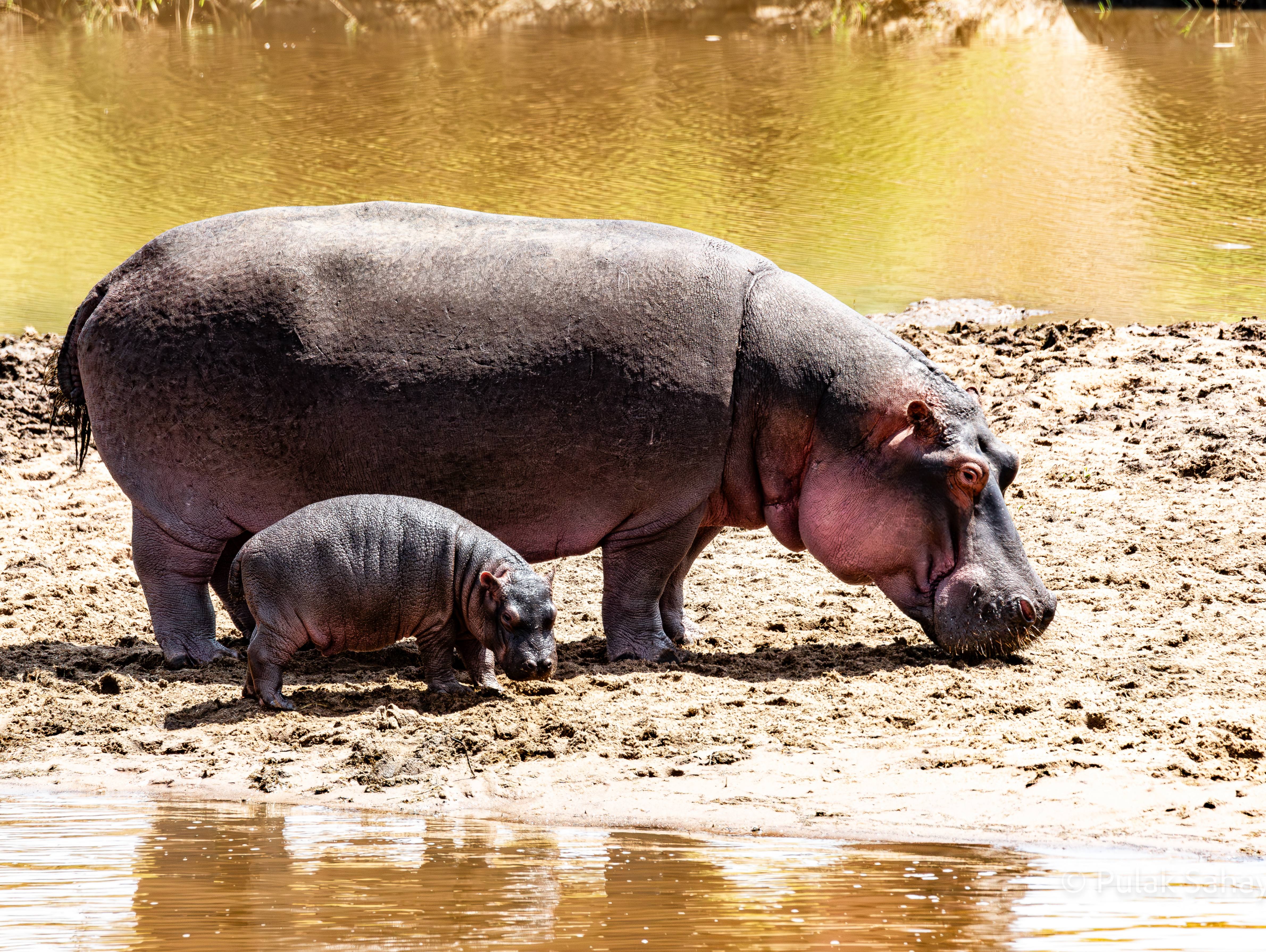 Mum and baby Hippo